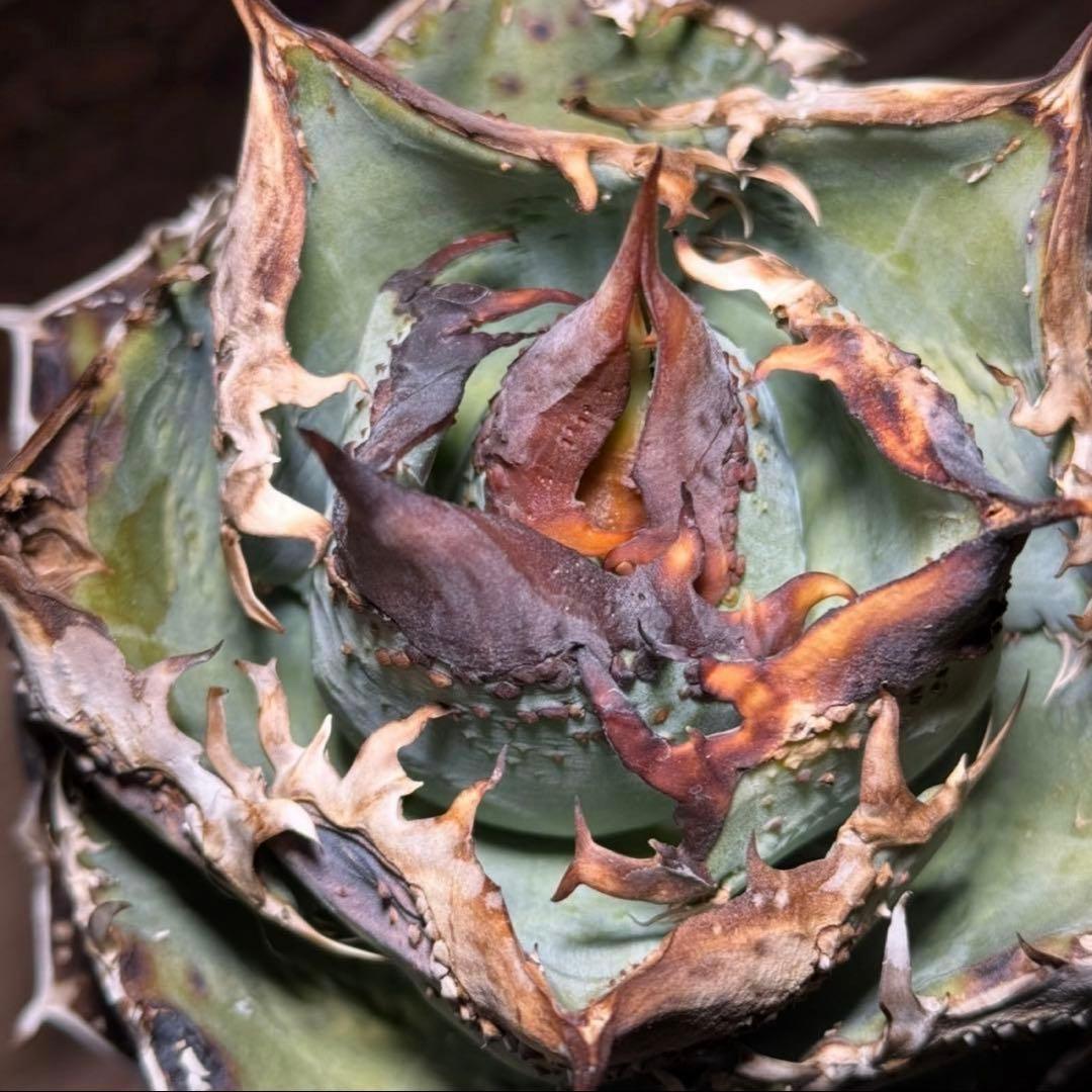 m_gear　発根管理込み　オテロイ　冰雹　ヒョウ　看板株　大きめ　青い