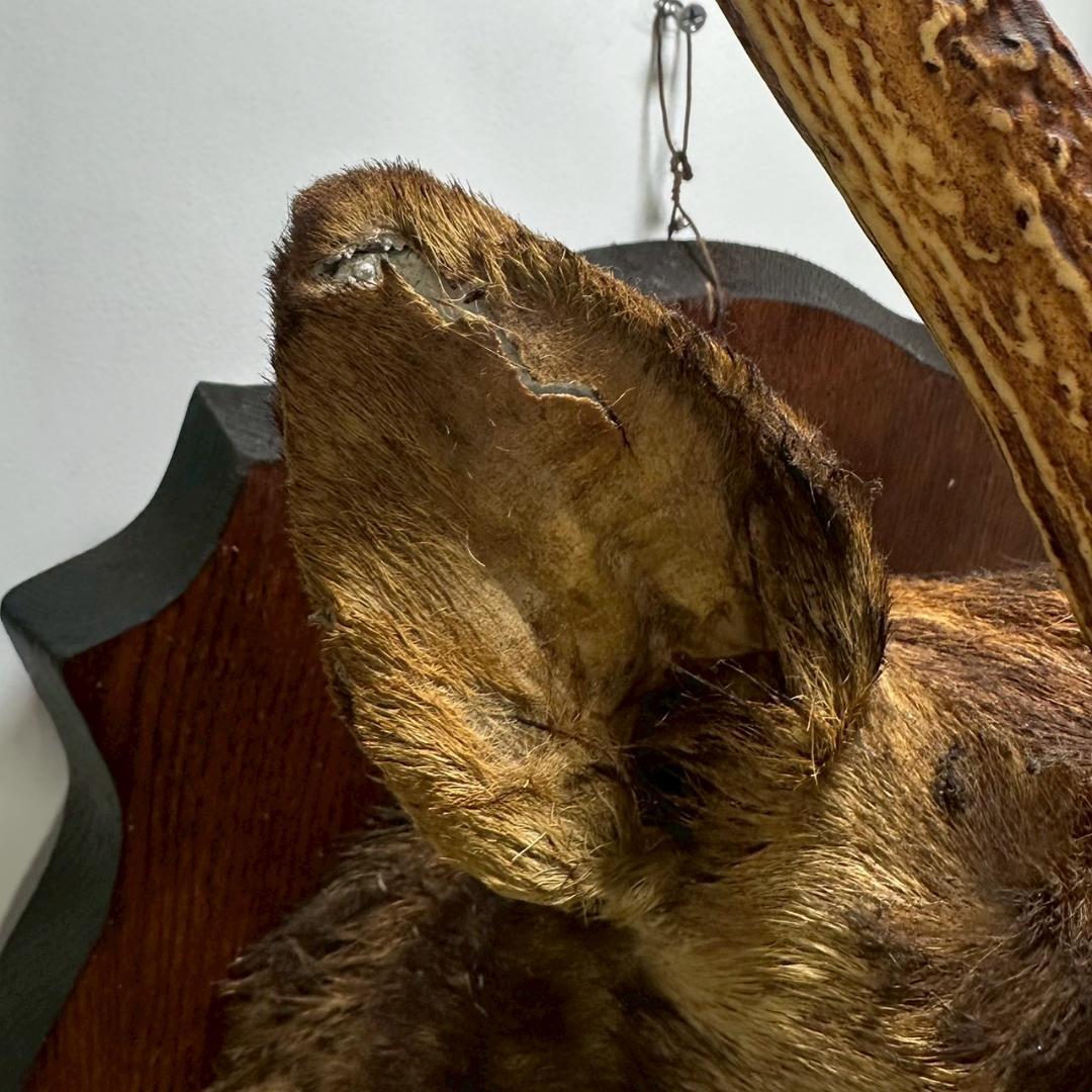 iΦ【引き取り歓迎】鹿の剥製 壁掛け ニホンジカ ハンティングトロフィー