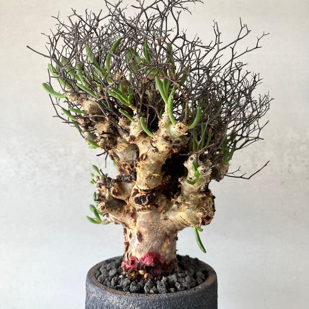 【大株】　チレコドン　レティキュラータス　万物想　現地球　発根済　陶器鉢セット