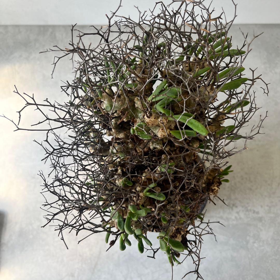 【大株】　チレコドン　レティキュラータス　万物想　現地球　発根済　陶器鉢セット