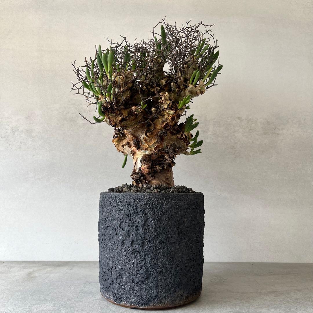 【大株】　チレコドン　レティキュラータス　万物想　現地球　発根済　陶器鉢セット