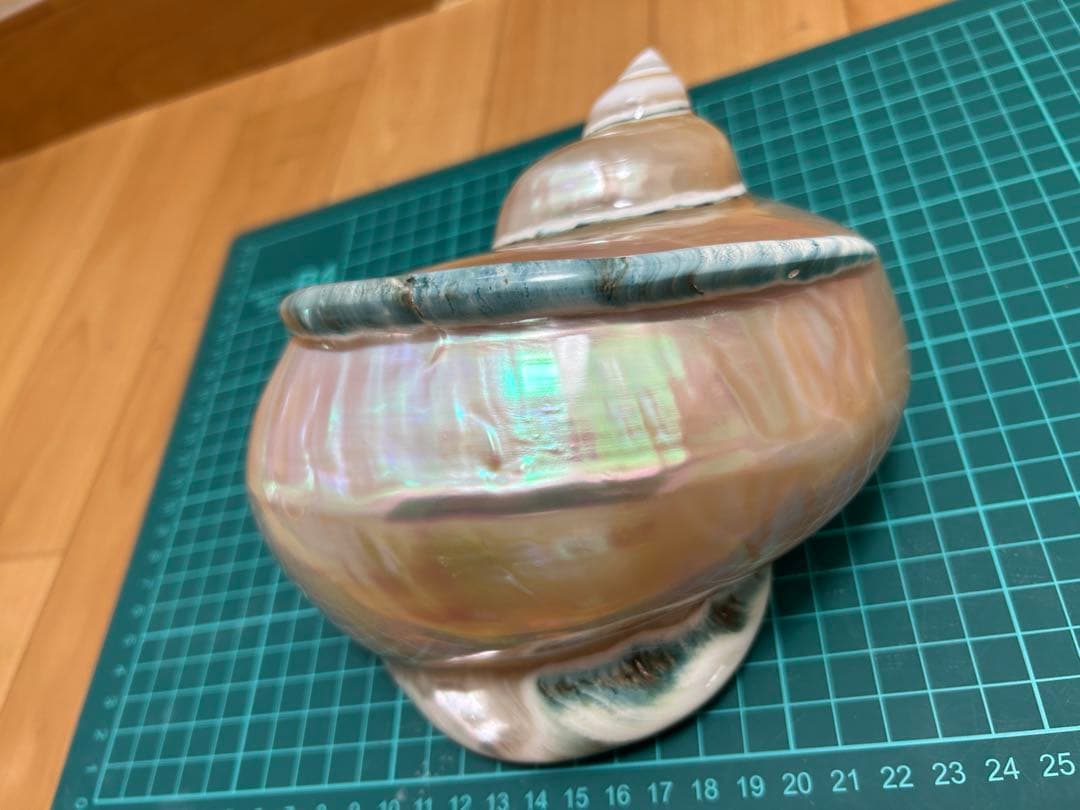 夜光貝の置物　真珠層仕上げ　(大)　☆沖縄海族☆