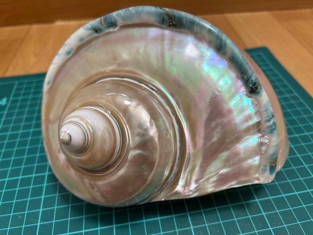 夜光貝の置物　真珠層仕上げ　(大)　☆沖縄海族☆