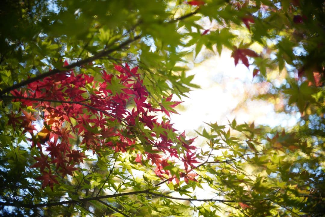 【動作確認済】OLYMPUS ペン用レンズ F.Zuiko 38mm f1.8