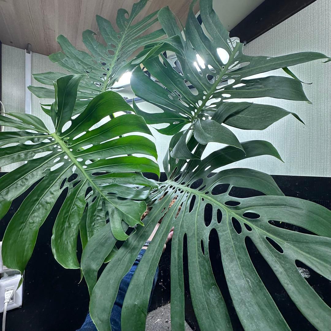 モンステラデリシオーサマクロコズム超希少系統鉢植え113㎝レア