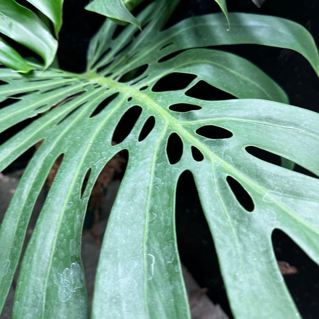 モンステラデリシオーサマクロコズム超希少系統鉢植え113㎝レア