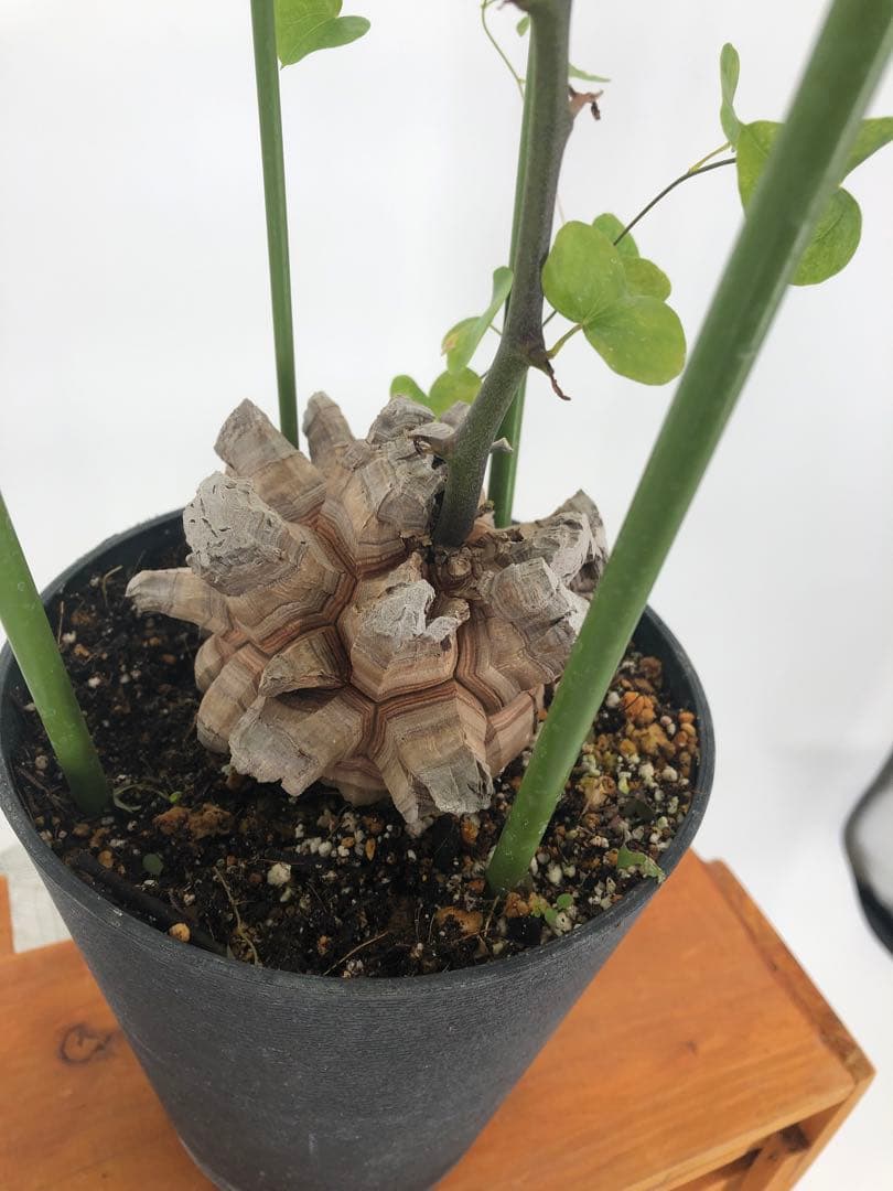 アフリカ亀甲竜　塊根植物