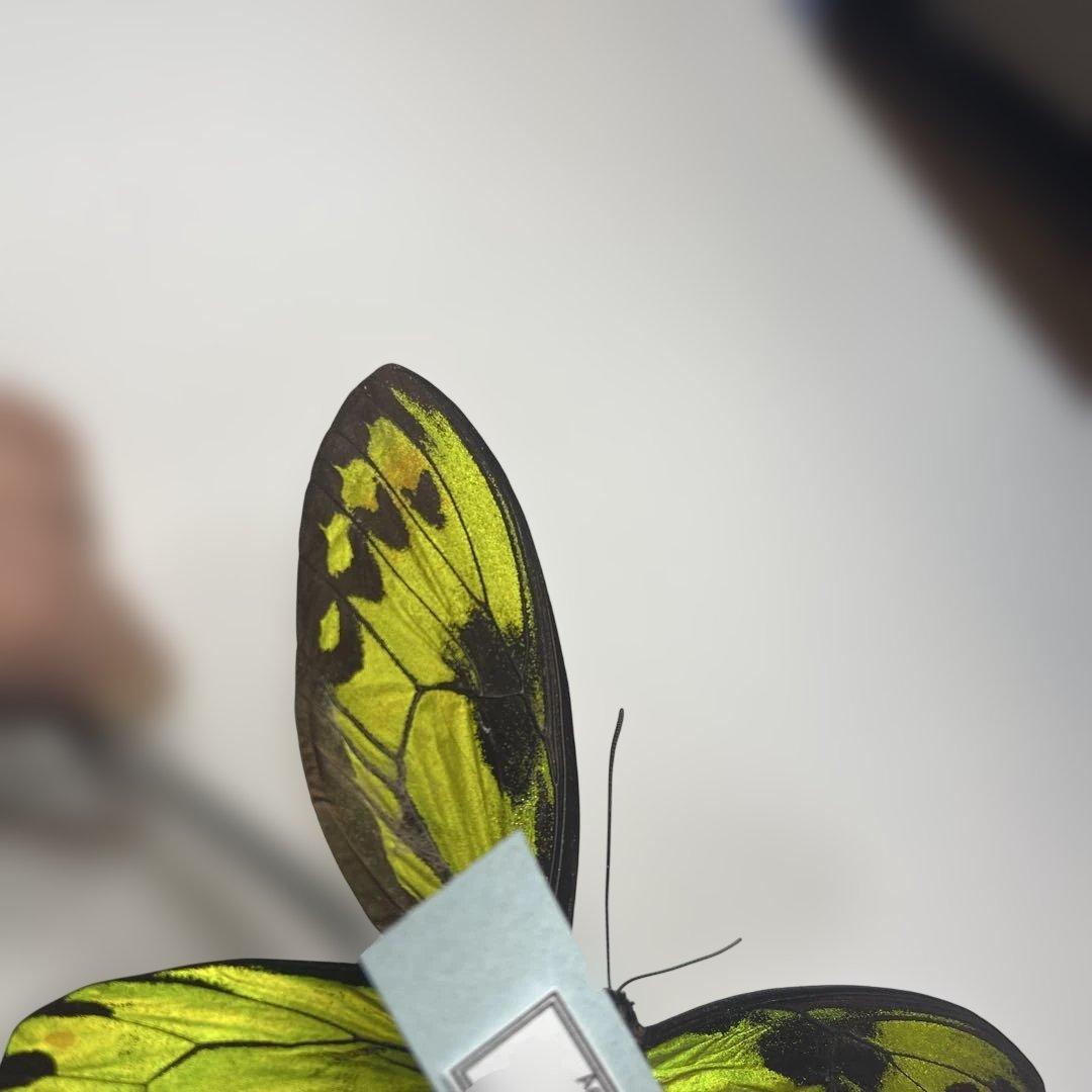 ビクトリアトリバネアゲハ赤紋出現