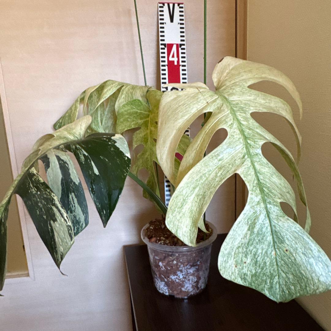 ＊＊モンステラ＊ミント＊フルミント＊