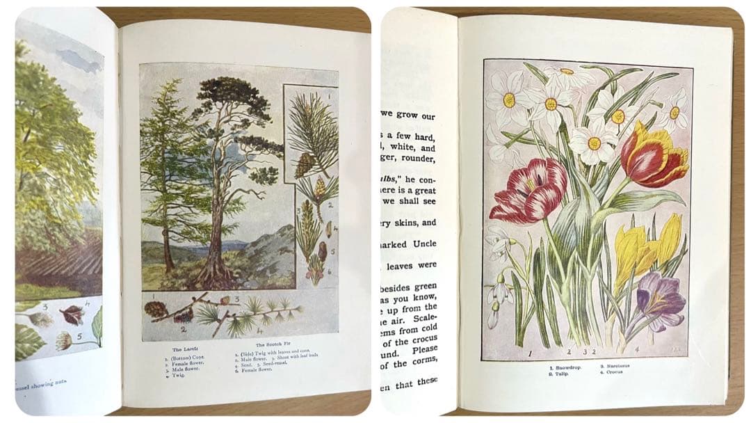 No.241 古書 洋書 児童書 植物·昆虫·動物·樹木·鳥·蝶·魚 図鑑 自然