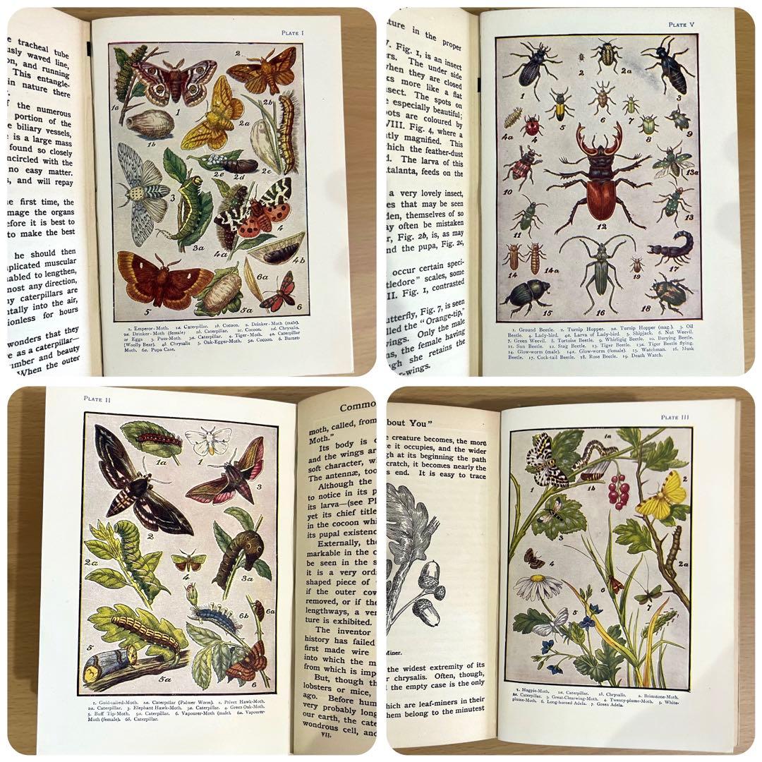 No.241 古書 洋書 児童書 植物·昆虫·動物·樹木·鳥·蝶·魚 図鑑 自然