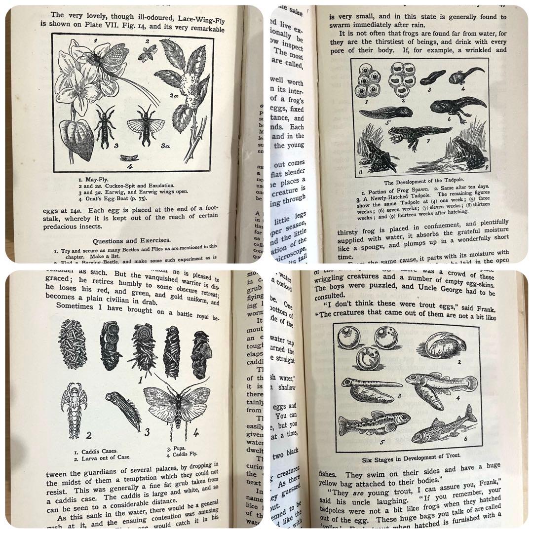 No.241 古書 洋書 児童書 植物·昆虫·動物·樹木·鳥·蝶·魚 図鑑 自然