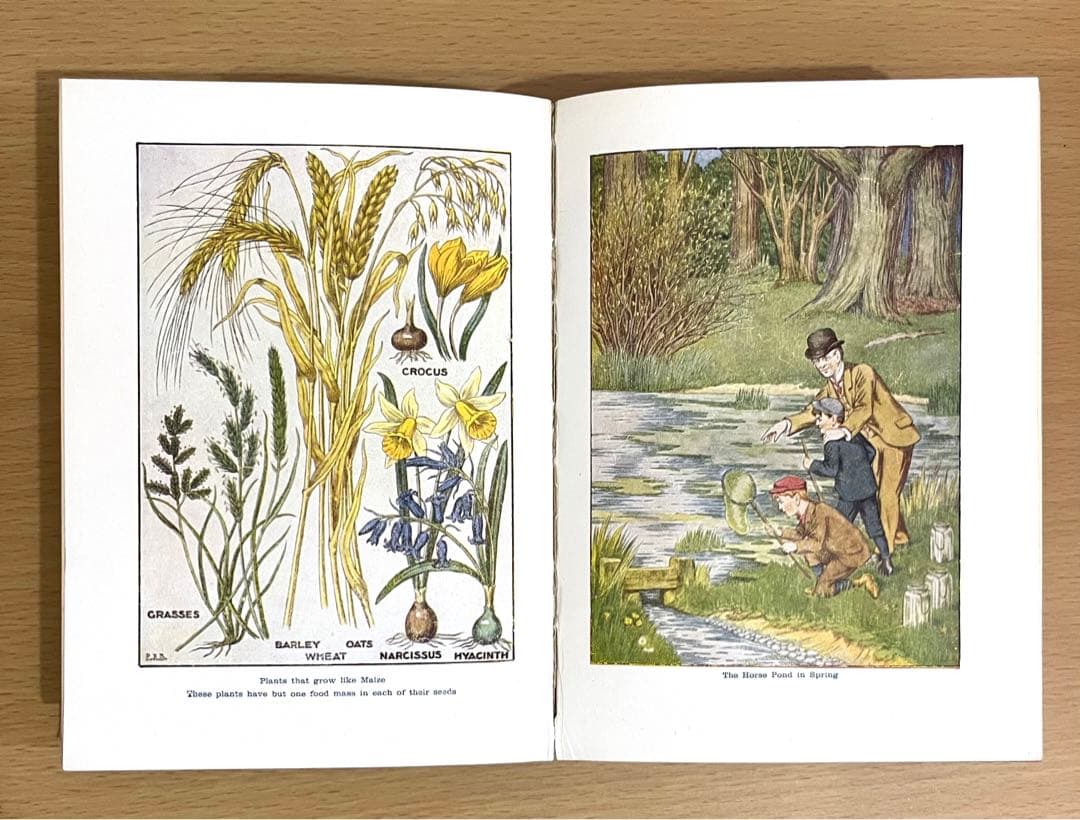 No.241 古書 洋書 児童書 植物·昆虫·動物·樹木·鳥·蝶·魚 図鑑 自然