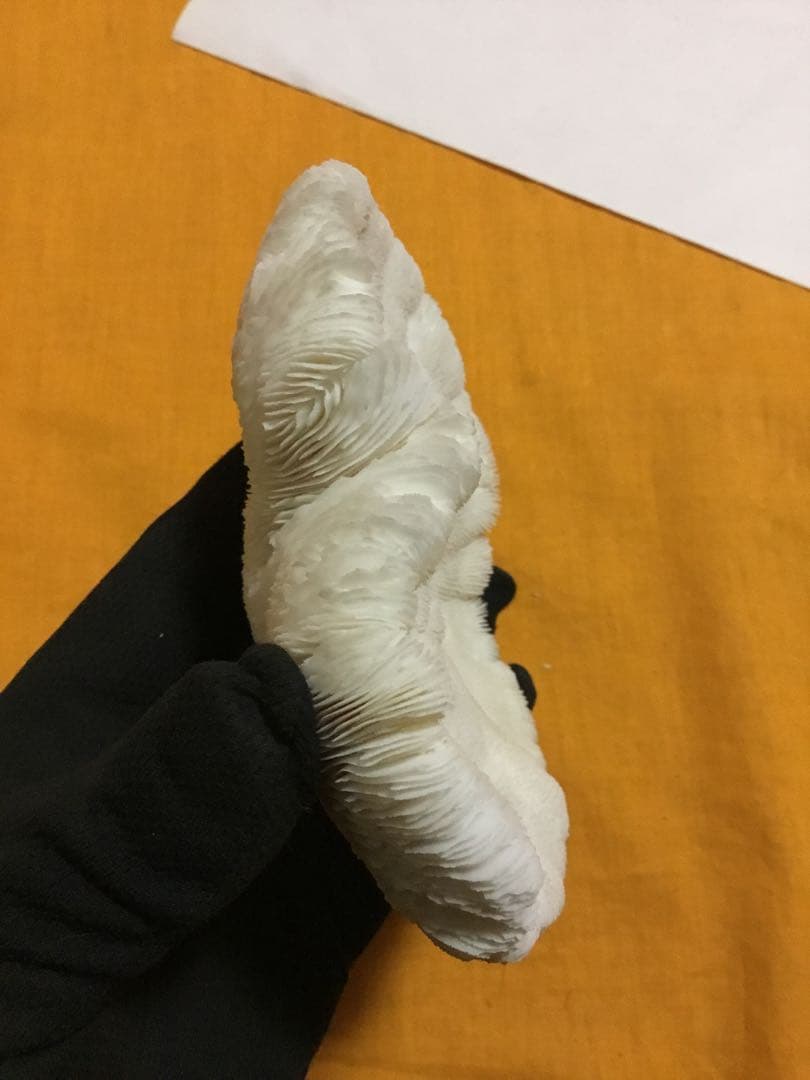 珊瑚の化石でしょうが、❤️なんです。