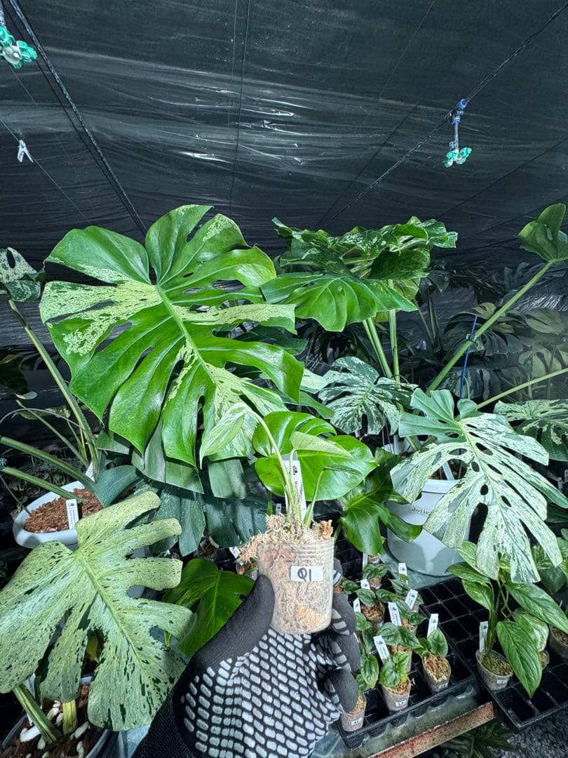 Q1モンステラ　デリシオーサ　ベトシオーサ　2寸ポリポット　ネコポス発送