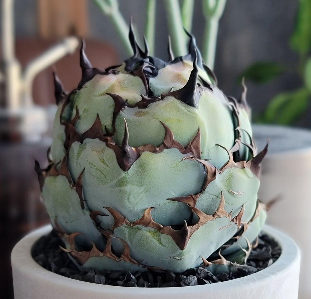 ブラック&ブルー　BB 　標本株