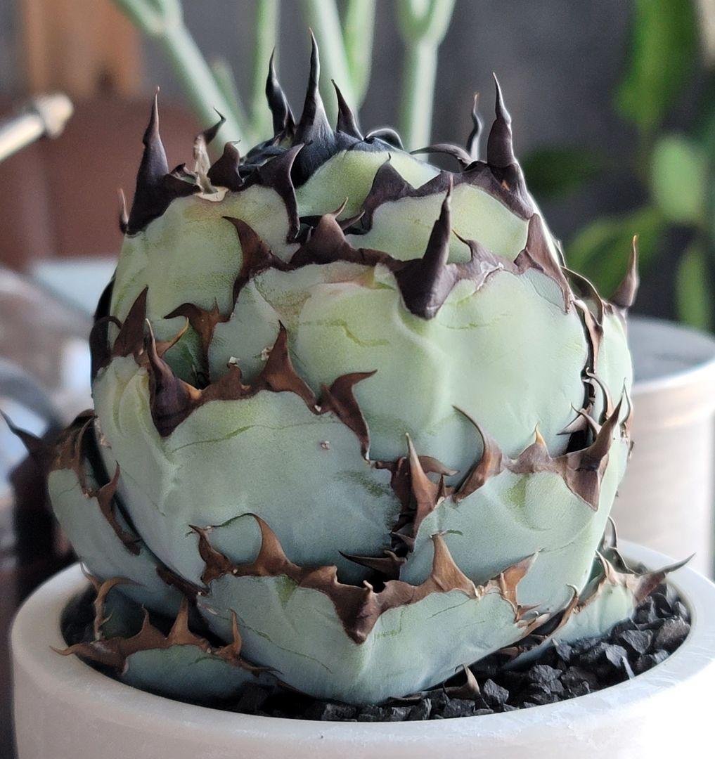 ブラック&ブルー　BB 　標本株