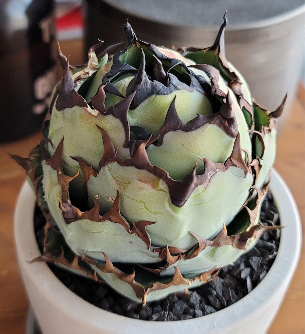 ブラック&ブルー　BB 　標本株