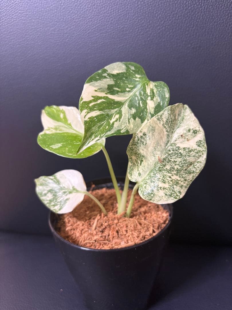 Monstera Deliciosa Legacy モンステラ　レガシー　斑入り