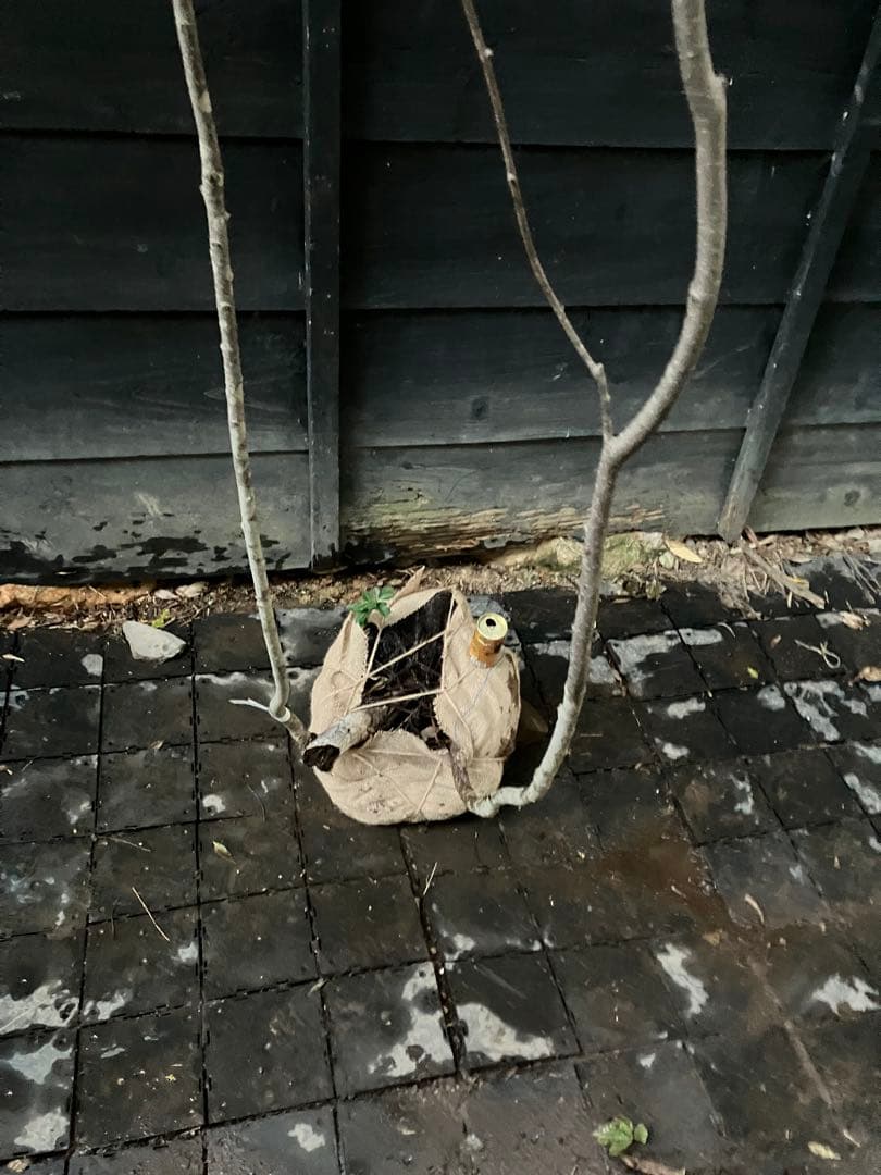 山採り　アズキナシ