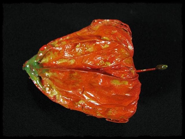 名工 田中 篁秋 鬼灯 ほうづき 宝月 香合 茶道具 e140