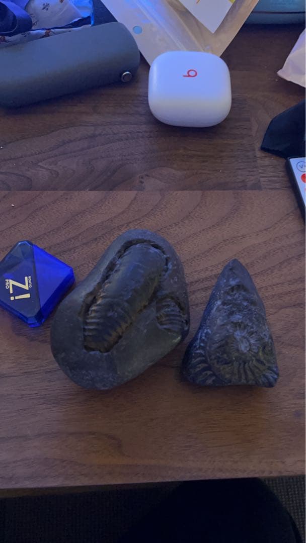 ヒマラヤ シャリグラム 三葉虫とアンモナイトの化石