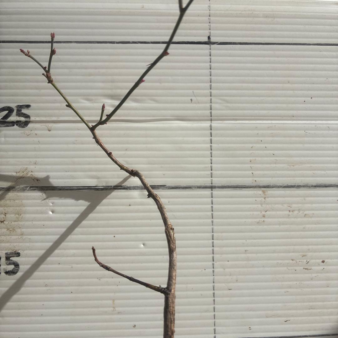 チェリーポニカ薔薇