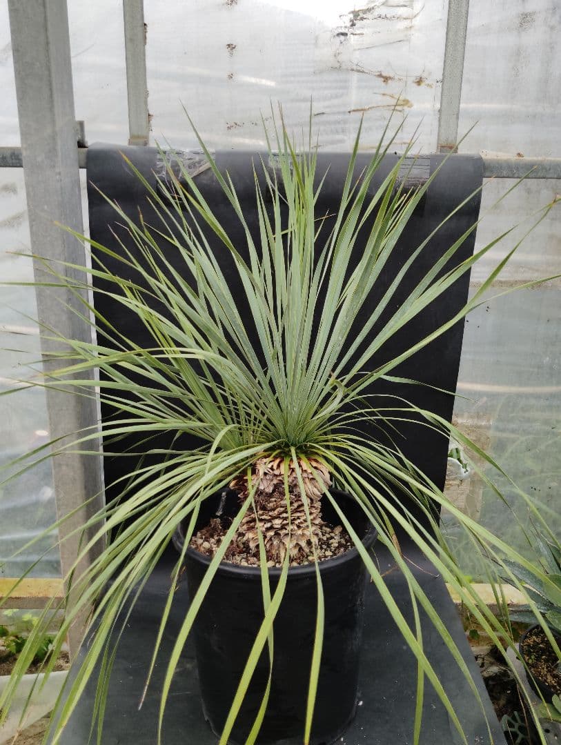 s*a様 ユッカ　ロストラータ　2頭