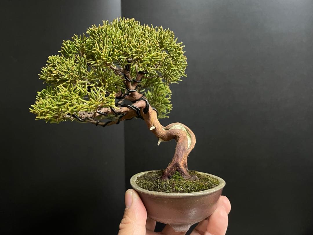 真柏盆栽　糸魚川真柏　古木　捻転幹　小品盆栽　ミニ盆栽　樹高15.5cm