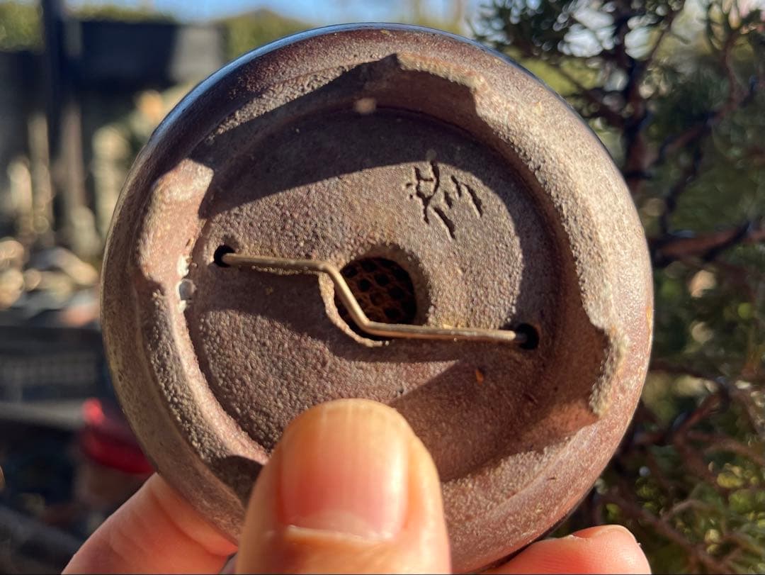 真柏盆栽　糸魚川真柏　古木　捻転幹　小品盆栽　ミニ盆栽　樹高15.5cm