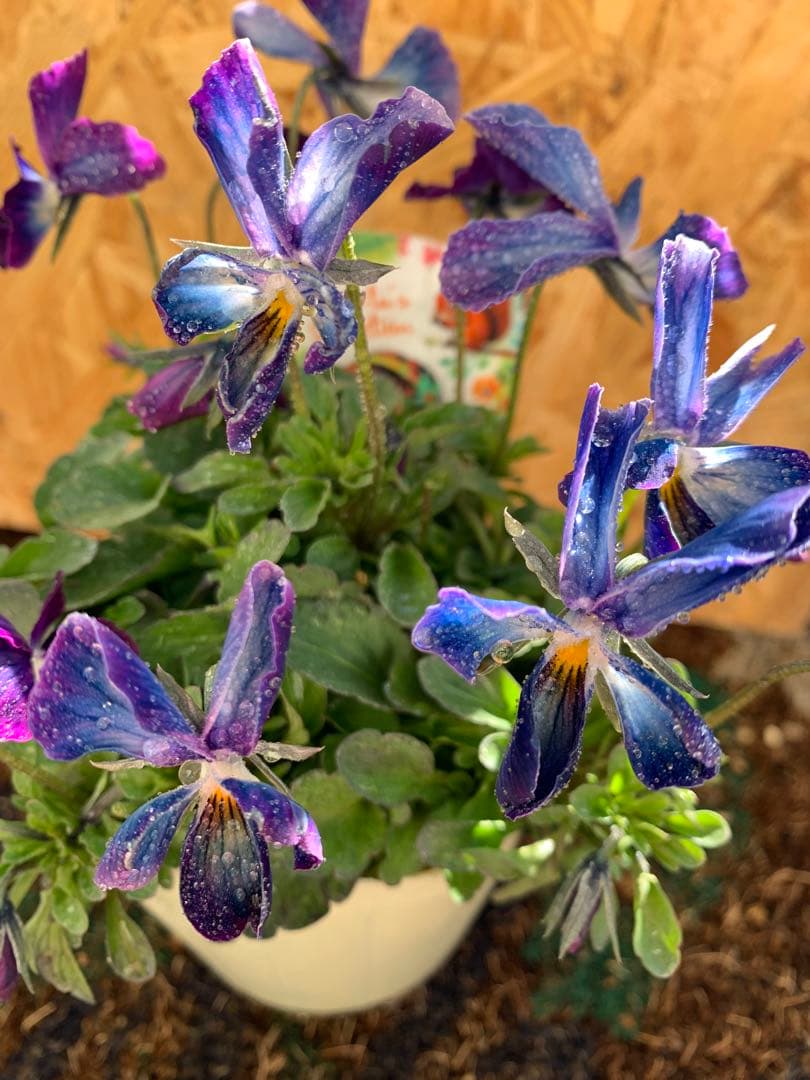 ⚠️専用ページ⚠️ パルプンテ　極美苗