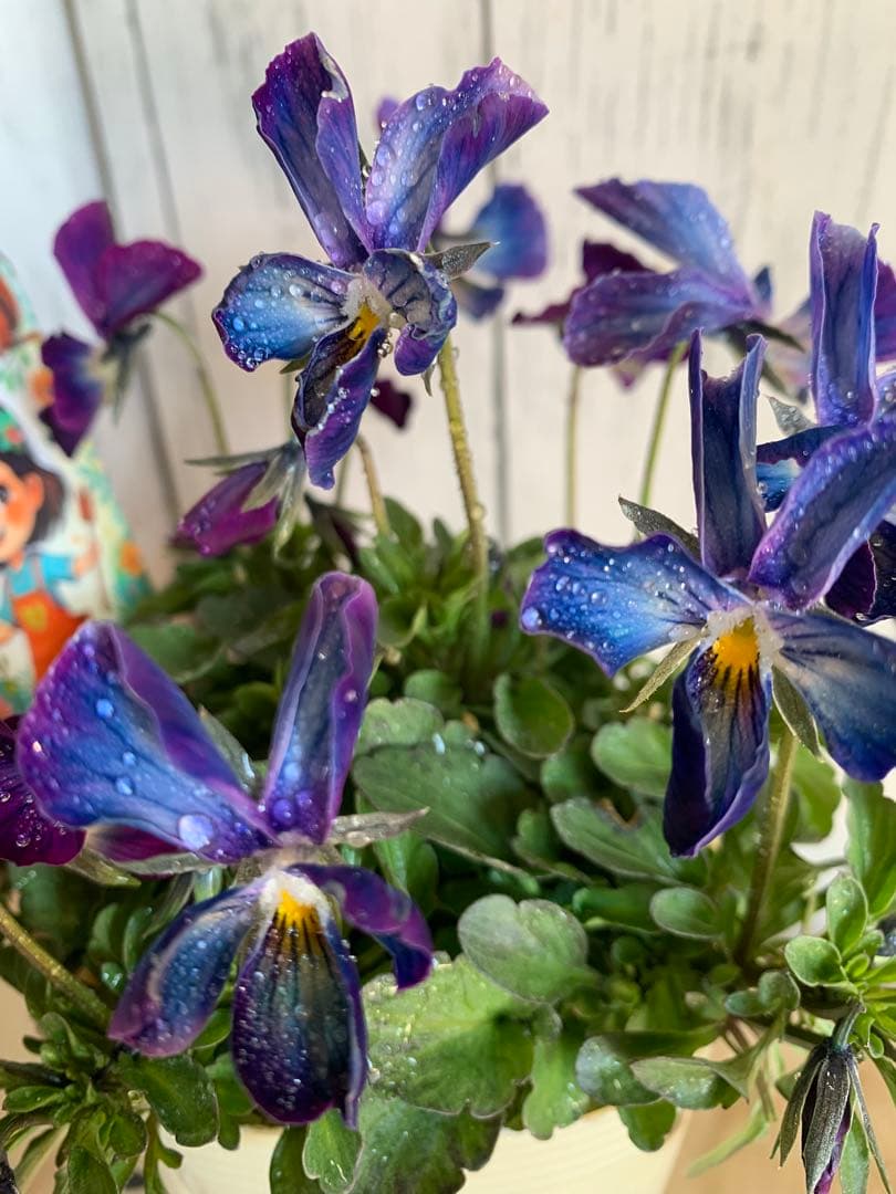 ⚠️専用ページ⚠️ パルプンテ　極美苗