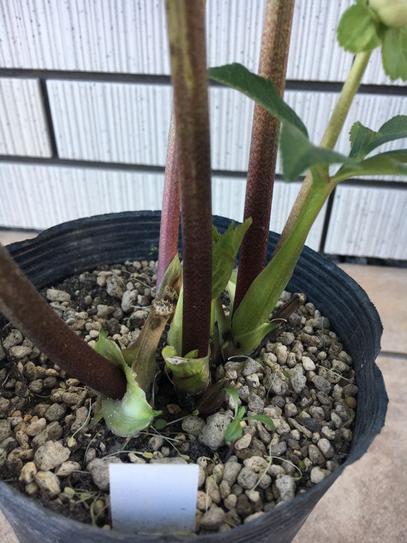 認定株ホワイトアフロディーテ　クリスマスローズ 加藤農園　成熟株　札つき