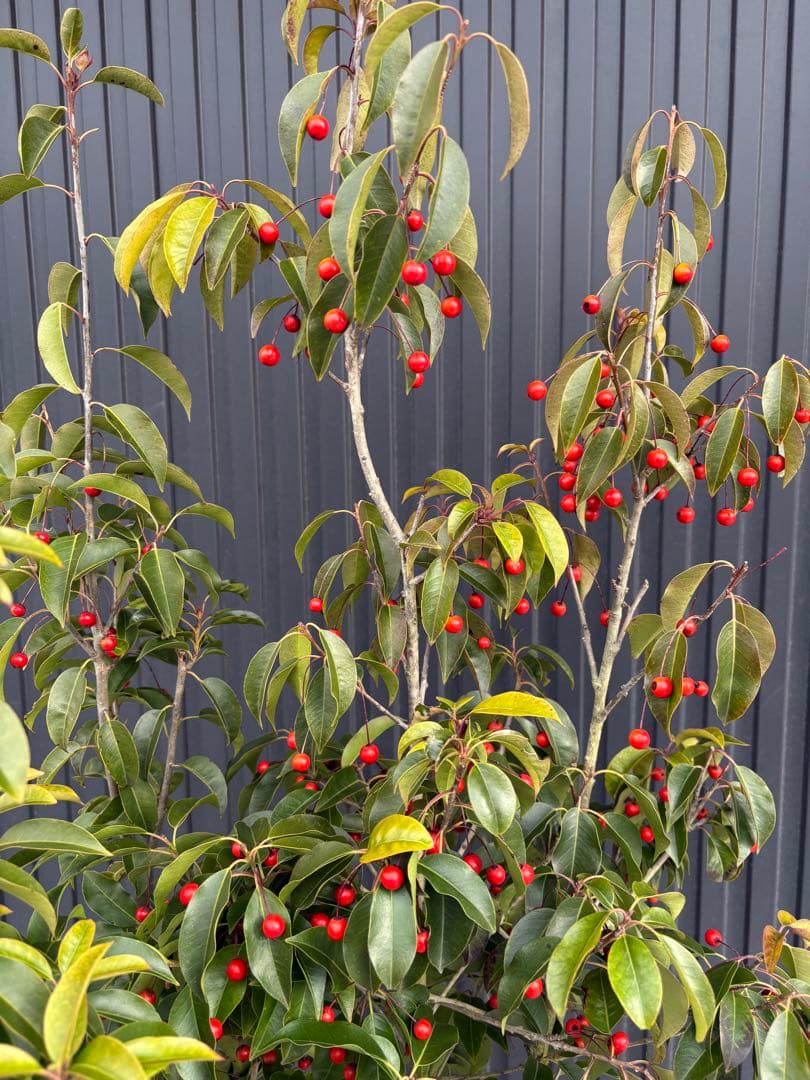 ◆ソヨゴ◆常緑樹◆複数株立◆雌株◆赤い実いっぱい‼️◆③