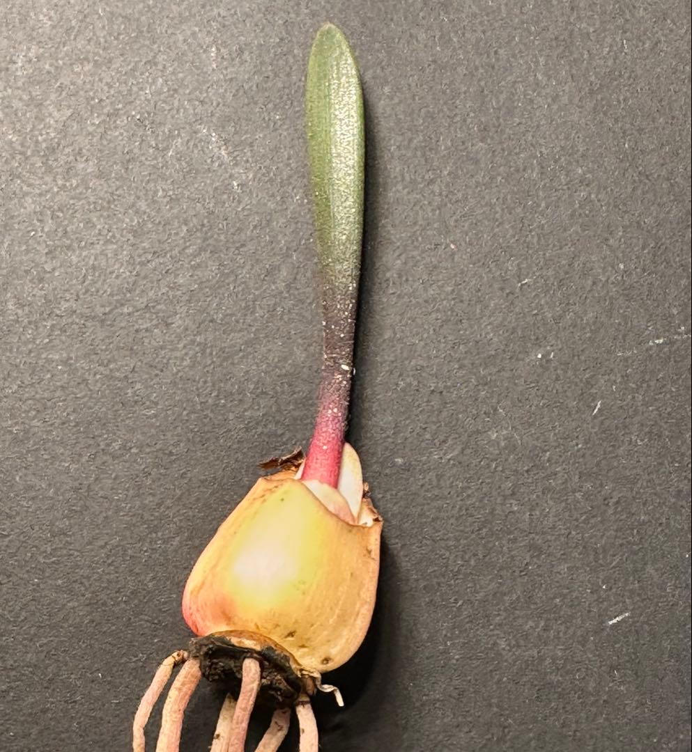 519珍奇植物ハエマンサス ノルティエリHaemanthus nortieri