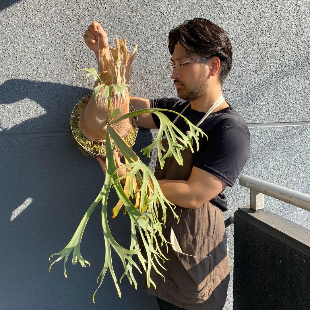 月光爪哇　親株　ビカクシダ・ムーンライト 【ペトペンチア】