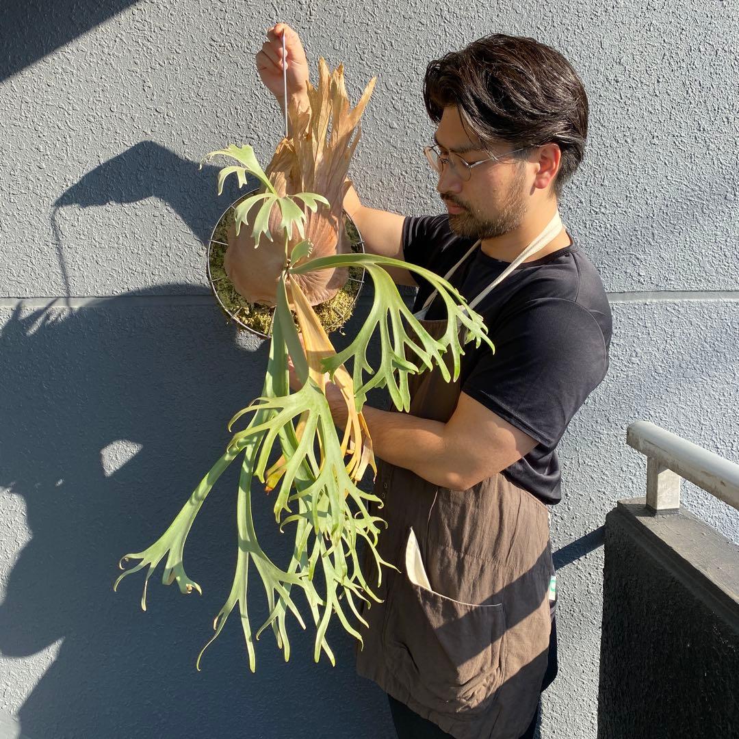 月光爪哇　親株　ビカクシダ・ムーンライト 【ペトペンチア】