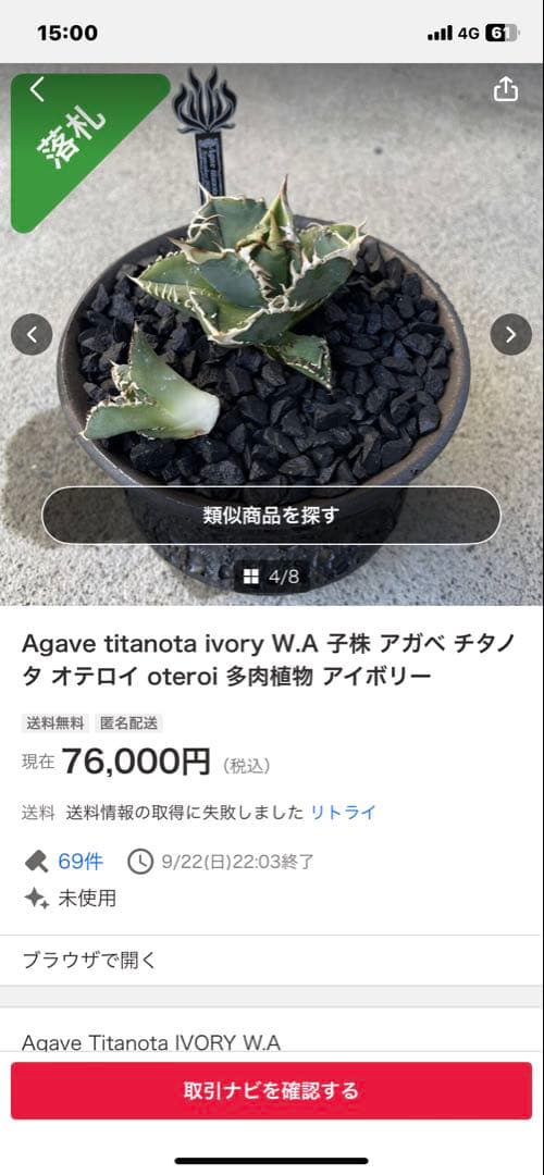 アガベ　ivory wa 子株　cj special 大白鯊　ホオジロザメ　冰雹