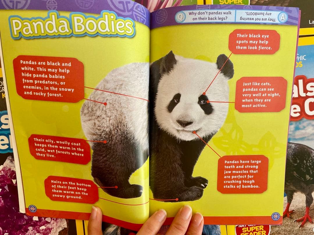 National Geographic Kids L1-3英語絵本125冊セット