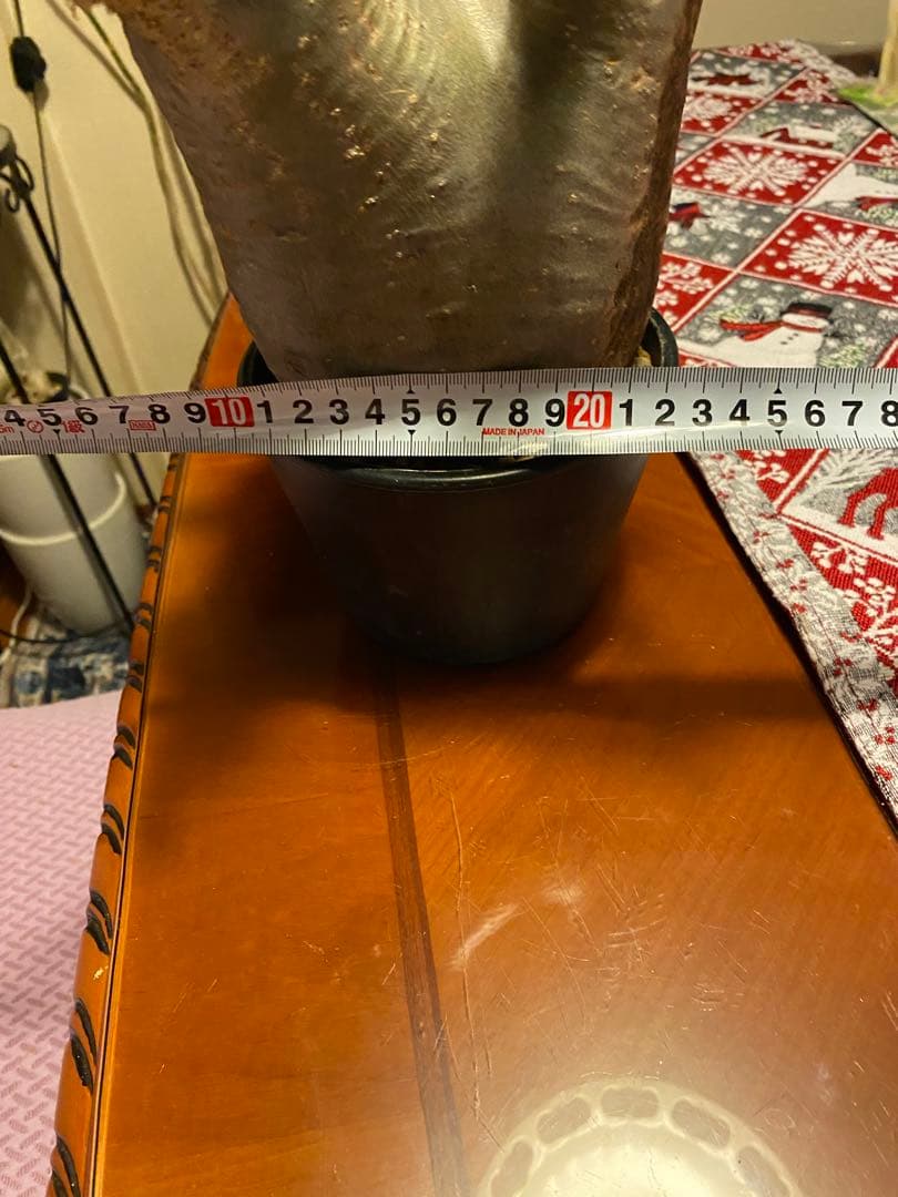 グラキリス 大 重量級 現地球