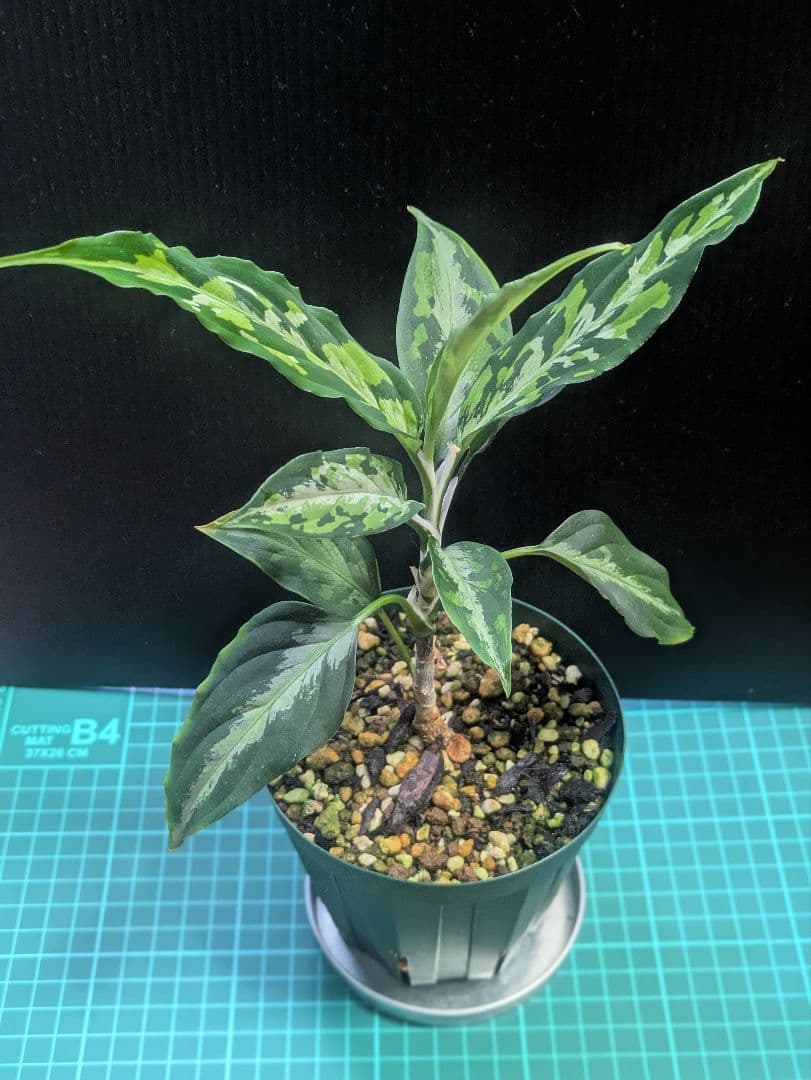 観葉植物 アグラオネマ　エウレカ　細葉