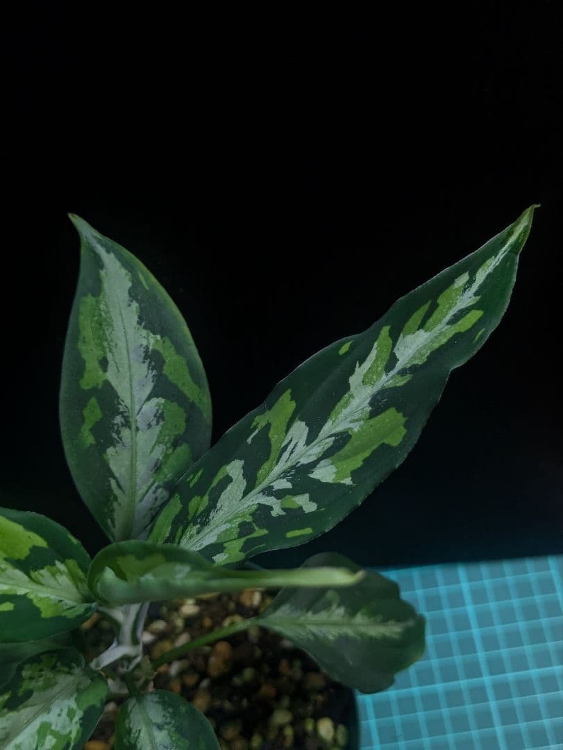 観葉植物 アグラオネマ　エウレカ　細葉