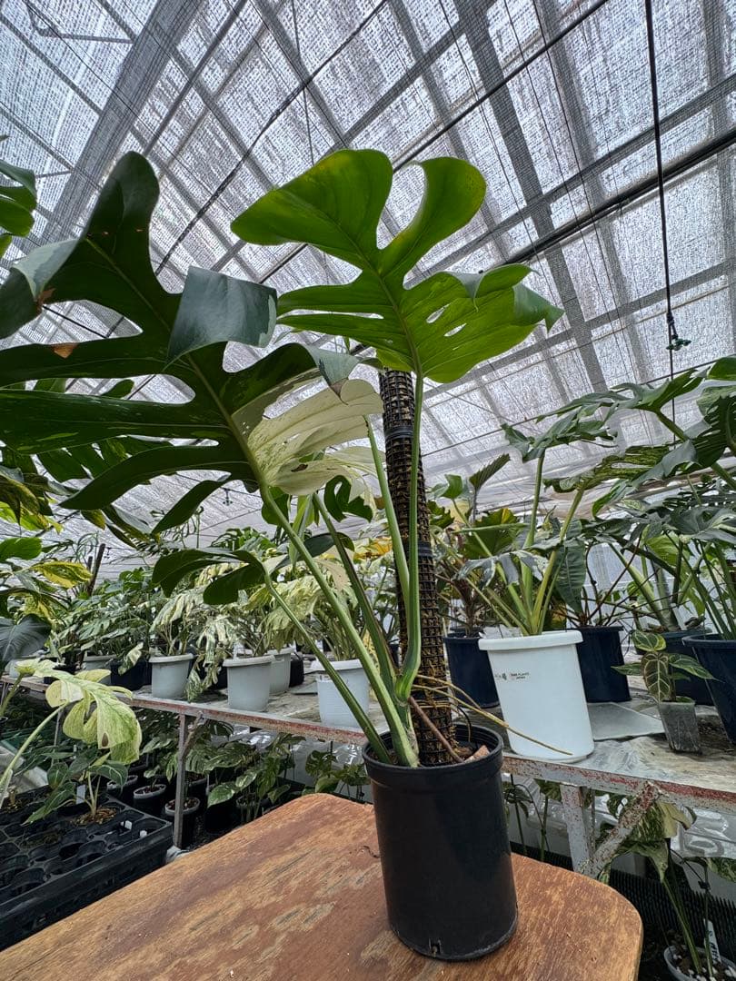 1モンステラ　ボルギシアナ　x デリシオーサ　ミント　親株　美斑入り　送料込み