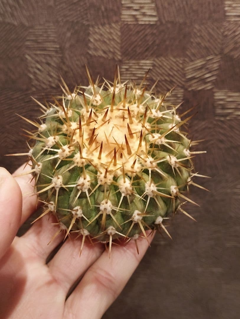 \"大株美株\" コピアポア 孤竜丸 コルムナアルバ