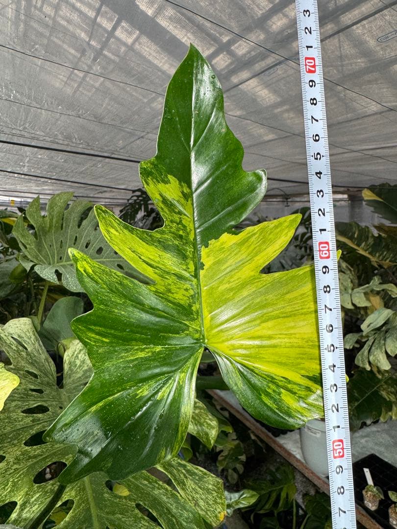 N5 フィロデンドロン　キティナ　健康カット苗