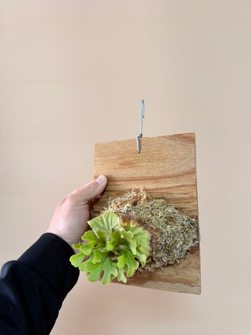 ビカクシダ P.ridleyi dwarf silver