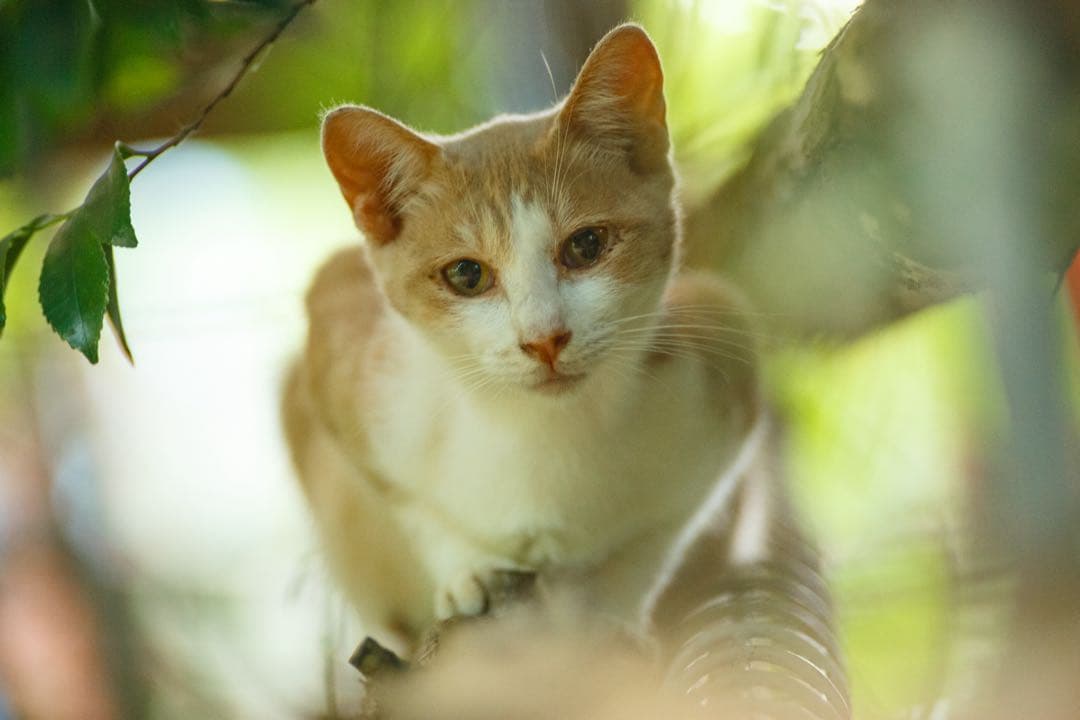 良品Tokina AT-X SD 300mm f2.8 (Fマウント) 作例あり