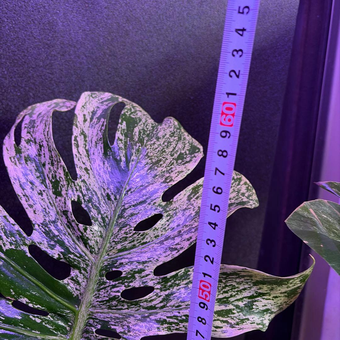 や*す様 超美株❣️モンステラデリシオーサ　サイアム　ミント‼️節多い個体です❣