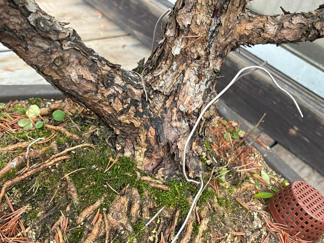 俊*様 ★盆栽★ 赤石五葉松　E- 20 樹齢70年以上　★愛媛県より発送★