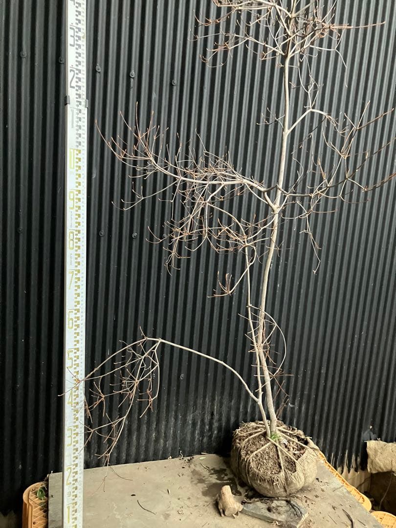 山採り　ドウダンツツジ　p